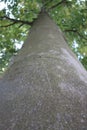 A Tall Straight Tree Trunk
