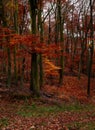 Tall, straight trees with colorful leaves