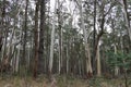 Tall straight trees growing in a forest Royalty Free Stock Photo