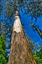 Tall, straight trunk of a mountain ash (eucalyptus regnans)