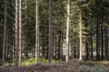 Tall straight trunks of pine trees in the forest. Summer sunny day. Pine forest. The long, straight trunks of pine trees extend Royalty Free Stock Photo