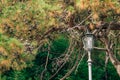 A tall street lamp near a fir tree with cones against a background of green trees. Royalty Free Stock Photo