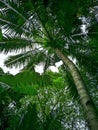 tall and sturdy palm trees with fresh green nuances Royalty Free Stock Photo