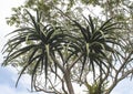 Tall Succulent Aloe Type Plant with Cloudy Sky