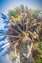 Tall sugar palm tree (Borassus flabellifer), looking up under bl Royalty Free Stock Photo