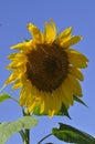 A Sunny Sun Flower Over Looking A Field