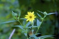 Tall Sunflower  846048 Royalty Free Stock Photo