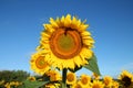 Tall Sunflower Rising Above the Field