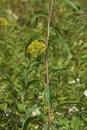 Tall Sunflower Stem 823541