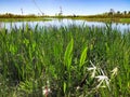 tall swamp grass Royalty Free Stock Photo