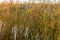 A tall texture of tangled ratan reed grass in greens and browns Royalty Free Stock Photo