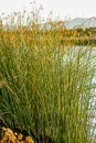 A tall texture of tangled ratan reed grass in greens and browns Royalty Free Stock Photo