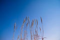 Tall thick grass earth against blue sky background Royalty Free Stock Photo