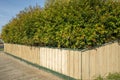 Tall and thick tree hedge growing over the wooden panel fence at a front yard garden of an Australian suburban home.