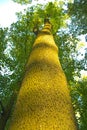 A tall and thick tree, view from bottom