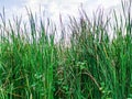 tall thicket trees grew on an abandoned rice field