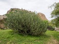 Tall thin Cactus plant at Hampi