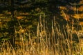 Tall, Thin Dried Grasses in Sunlight Royalty Free Stock Photo