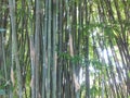 Tall and thin green bamboo trees. Bamboo stalks of Assam, India