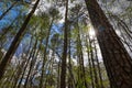 Tall thin lush green pine trees with blue sky and powerful clouds at Murphey Candler Park