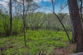 Tall thin lush green trees in the forest surrounded by yellow flowers and lush green plants with blue sky and clouds Royalty Free Stock Photo