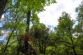 Tall thin lush green trees and red trees with blue sky and powerful clouds at Atlanta Botanical Garden Royalty Free Stock Photo