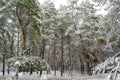 Tall thin pine trees in coniferous forest in winter