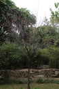 A tall and thin plum tree in the garden, with sparse branches on both sides of two walls made of stone bricks Royalty Free Stock Photo