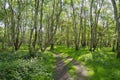 Tall, thin Silver Birch trees line a winding woodland footpath Royalty Free Stock Photo