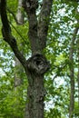 Tall thin tree with nectria cankers