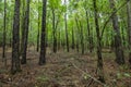 Tall thin tree trunks thick woods