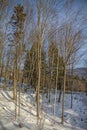 Tall Thin Trees and Snow with Mountain View in Background.