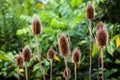 Tall Thistle Seed Heads Royalty Free Stock Photo