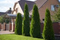 Tall thujas in front of the entrance to the house