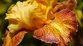 Tall Tiger Shark Bearded Iris Bloom and Stalk Spring Colors Yellow Red Flowering Bulbs Unique Species Macro Royalty Free Stock Photo