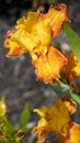 Tall Tiger Shark Bearded Iris Bloom and Stalk Spring Colors Yellow Red Orange Green Flowering Bulbs Unique Species Royalty Free Stock Photo