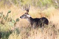 Tall tined whitetail buck