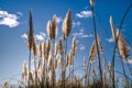 tall toitoi grass backlit with winter