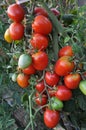 A tall tomato bush with fruit