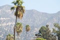 tall tops of palm trees with a mountain in the distance Royalty Free Stock Photo