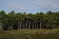 Pine tree forest edge from a distance Royalty Free Stock Photo
