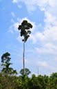 Tall Towering Tree against Sky - Dipterocarpus Turbinatus - Gurjan - Andaman islands, India - Hardwood Timber Royalty Free Stock Photo