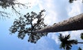 Tall Towering Tree against Sky - Dipterocarpus Turbinatus - Gurjan - Hardwood Ply Timber - Bottom View Royalty Free Stock Photo