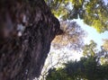 Tall, towering trees show their prowess even though they are already old, marked by wrinkles on their bark