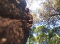 Tall, towering trees show their prowess even though they are already old, marked by wrinkles on their bark