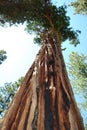 Tall Tree