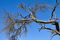 Bare tree branches against blue sky in Rhineland Palatinate