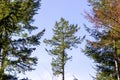 Tall tree against a blue sky in Tyrebagger forest Royalty Free Stock Photo
