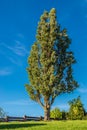 Tall tree against blue sky