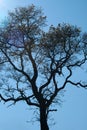 TALL TREE AGAINST MORNING SKY Royalty Free Stock Photo